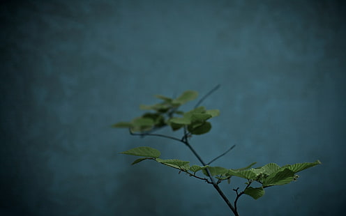 緑の葉の植物、自然、青緑、葉、植物、 HDデスクトップの壁紙 HD wallpaper
