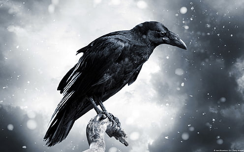 Птицы, ворон, животные, птицы, снегопад, HD обои HD wallpaper