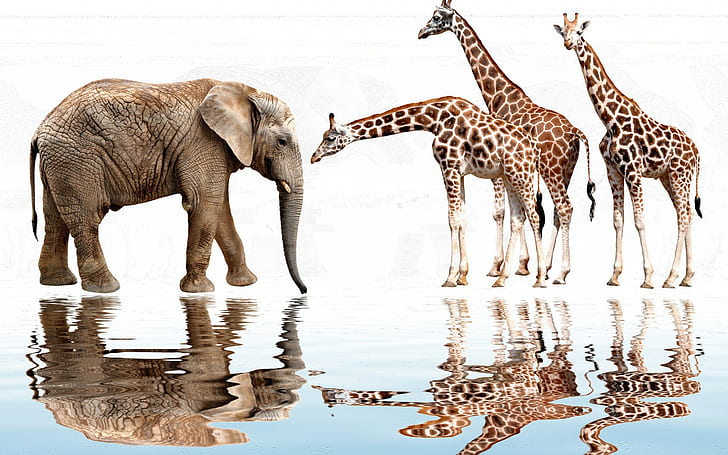 Elephant and giraffes, water, reflection, white background, photoshop, elephant, giraffes, ruffle, HD wallpaper