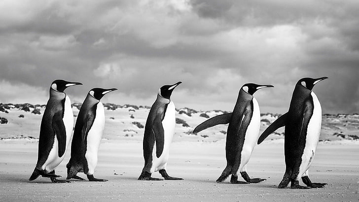 pingwin, zwierzęta, ptak morski, pingwin królewski, ptak wodny, ptak, Tapety HD