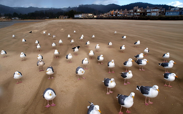 black-and-white seagulls, gulls, birds, flock, sand, HD wallpaper
