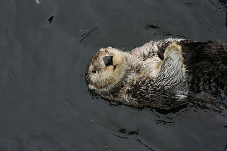 Animal, Sea Otter, HD wallpaper