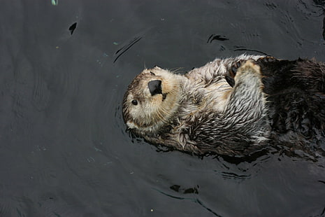 Animal, Sea Otter, HD wallpaper HD wallpaper