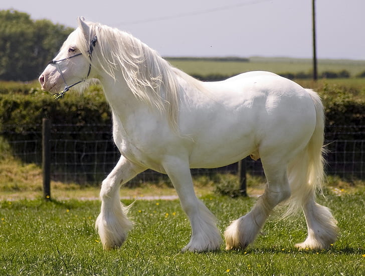 animals cavalo White Beauty Animals Horses HD Art , animals, horse, GORGEOUS, mare, cavalo, foal, HD wallpaper