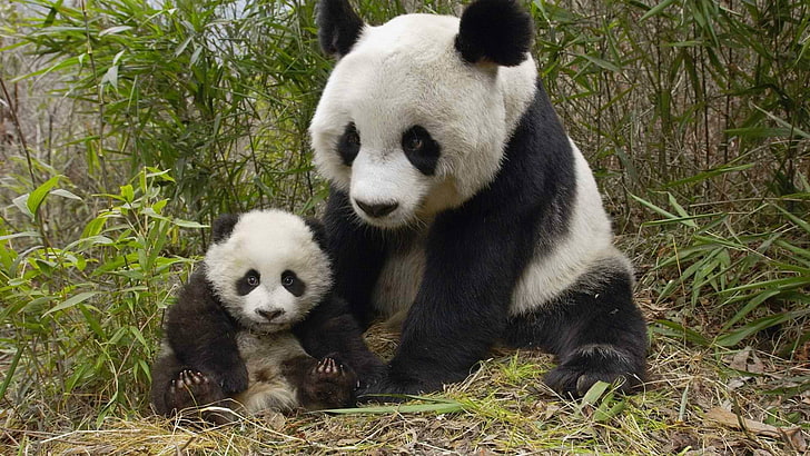 biało-czarne pandy, zwierzęta, panda, Tapety HD