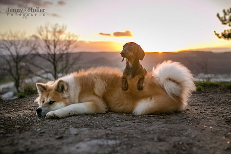 Hunde, Hund, Akita, Dackel, Haustier, HD-Hintergrundbild HD wallpaper