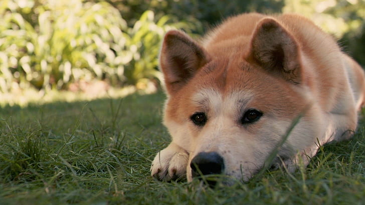 아키타 견, 개, 하치코, 슬픈, 아래로, 잔디, HD 배경 화면