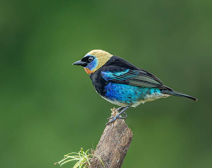 photography of blue, black, and yellow short-beak bird, tanager, tanager, Golden-hooded Tanager, photography, black, and yellow, short, beak, bird, Costa Rica, Andy, Nature, Lens, wildlife, animal, bird Watching, animals In The Wild, blue, feather, HD wallpaper