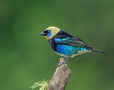photography of blue, black, and yellow short-beak bird, tanager, tanager, Golden-hooded Tanager, photography, black, and yellow, short, beak, bird, Costa Rica, Andy, Nature, Lens, wildlife, animal, bird Watching, animals In The Wild, blue, feather, HD wallpaper HD wallpaper