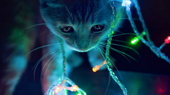 kucing, selamat natal, natal, lampu natal, perayaan, Wallpaper HD HD wallpaper