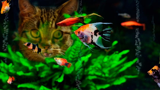 green and yellow fish with fish, cat, fish, water, tropical fish, HD wallpaper HD wallpaper