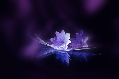 purple petaled flowers, flowers, leaves, HD wallpaper HD wallpaper