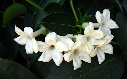 Jasmine Flower, fiori bianchi, fiore di gelsomino, fiori, 3d ed estratto, Sfondo HD HD wallpaper