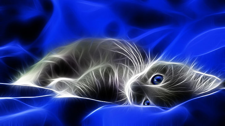 digital art, cat, light, luminous, whiskers, blue eyes, graphics, neon, artwork, computer graphics, art, kitten, blue, electric blue, special effects, HD wallpaper