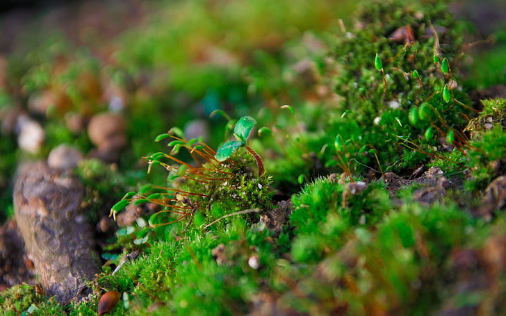 fotografia makro zielonej rośliny, przyrody, makro, mchu, Tapety HD