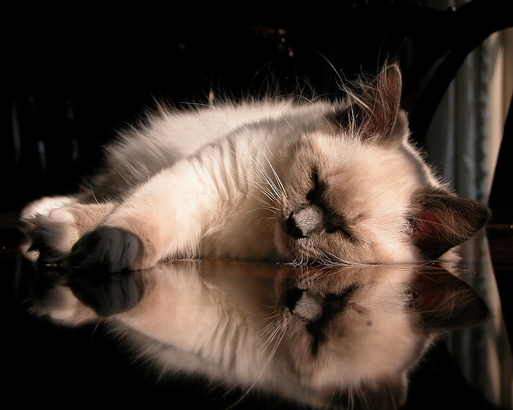 short-coated beige cat, reflection, Koshak, relax, HD wallpaper