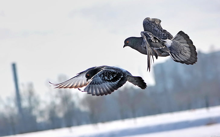 dois pombos cinza e preto, pombos, inverno, pássaros, voando, HD papel de parede