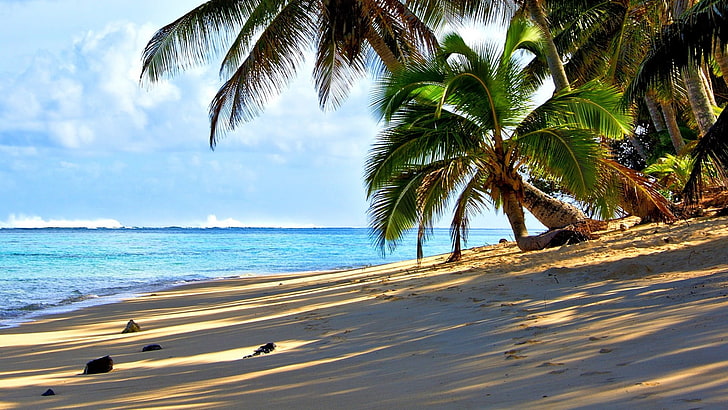 tropical, beach, tropics, sea, sky, shore, palm tree, caribbean, arecales, water, ocean, coast, tree, rarotonga, vacation, cook islands, HD wallpaper