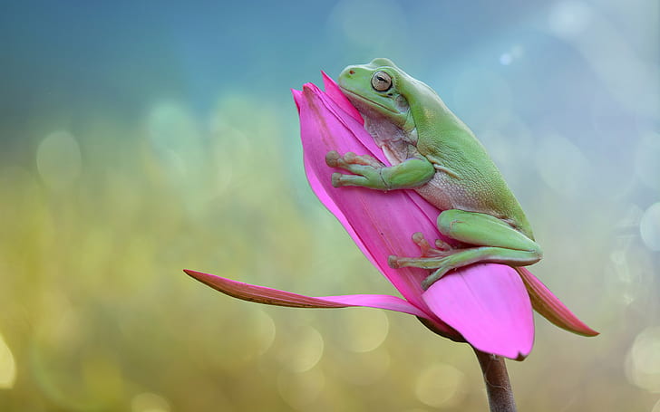 데스크탑 및 모바일 3840 × 2400 핑크 장미 4k 배경 화면 Hd 이미지의 새싹에 녹색 개구리, HD 배경 화면