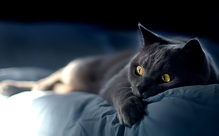 black cat, cat, british, smoke, lie, fear, frightened, HD wallpaper