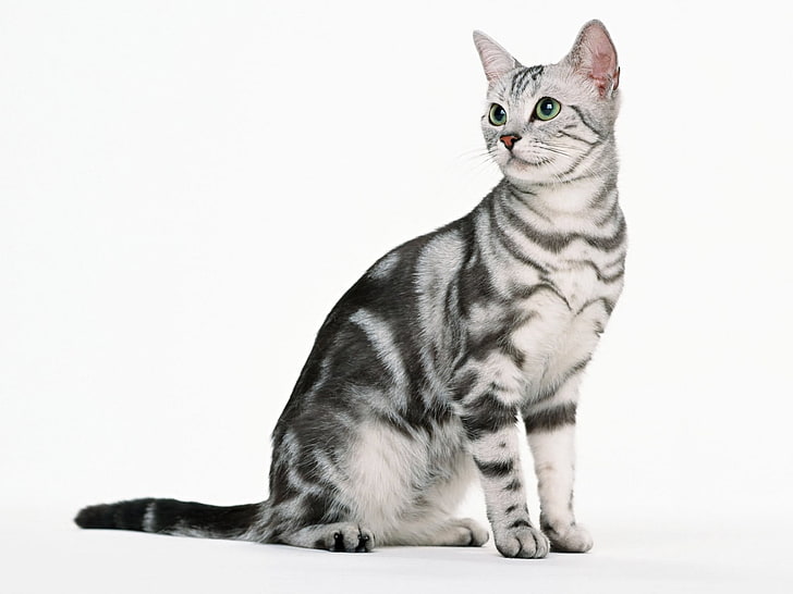silver tabby cat, kitten, tabby, sit, HD wallpaper