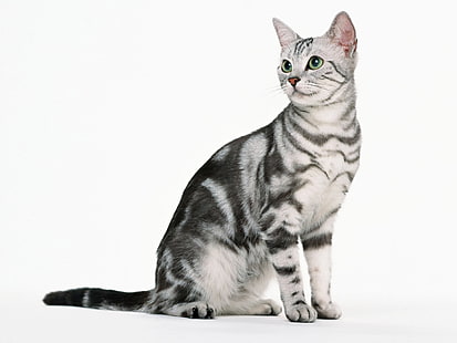 silver tabby katt, kattunge, tabby, sitt, HD tapet HD wallpaper