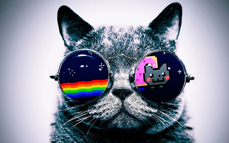 แมวสีเทาสวมวอลเปเปอร์แว่นกันแดด, Nyan Cat, แมว, แว่นตา, ศิลปะดิจิตอล, สัตว์, วอลล์เปเปอร์ HD