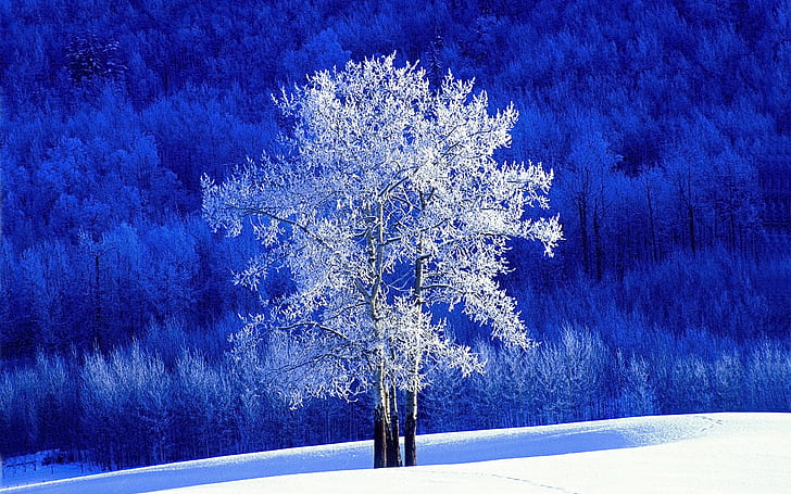Frosted Aspen Tree, tree, frosted, aspen, HD wallpaper