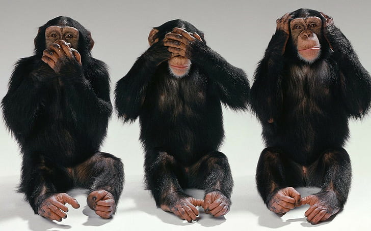 Смешные обезьяны, 3 черные обезьяны, обезьяны, шимпанзе, трое, пасть, глаза, уши, прикол, HD обои