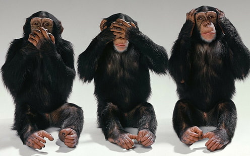 Funny monkeys, 3 black monkeys, monkeys, chimpanzees, three, mouth, eyes, ears, funny, HD wallpaper HD wallpaper