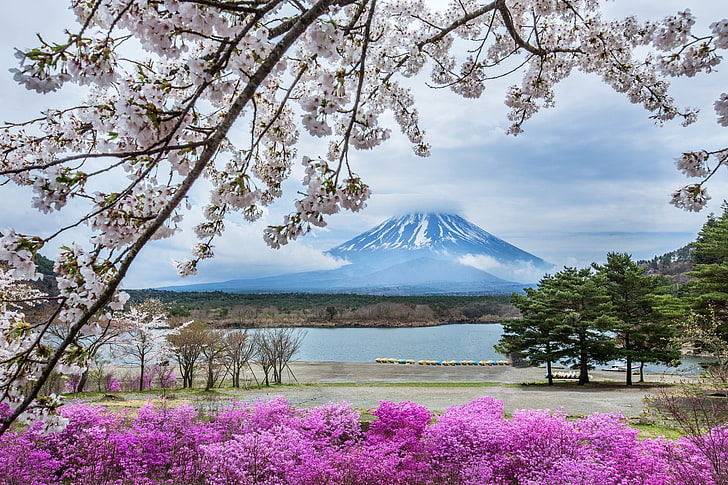Monte Fuji, Japão, flores, montanha, primavera, Japão, Sakura, Fuji, HD papel de parede