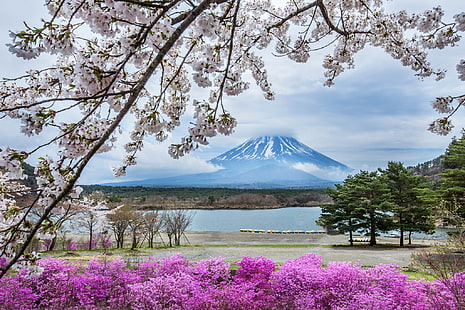 Гора Фудзи, Япония, цветы, гора, весна, Япония, Сакура, Фудзи, HD обои HD wallpaper