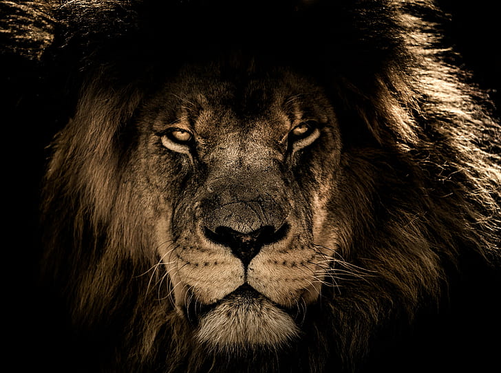 wild, closeup, african, lion, mane, wildlife, wildcat, HD wallpaper