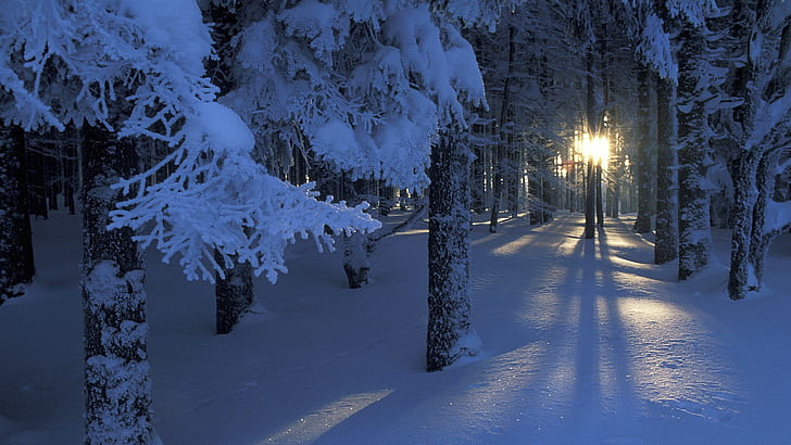 пейзажи зима сняг дървета зора гора слънчева светлина сезон 1920x1080 Природа Гори HD Изкуство, Зима, Пейзажи, HD тапет