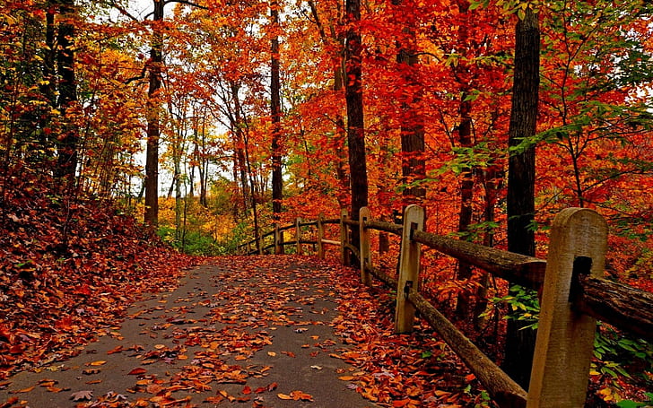 مزيج ألوان الخريف ، أوراق الشجر ، المناظر الطبيعية ، الغابة ، الحديقة، خلفية HD