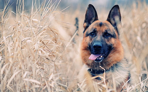 كلب بني قصير المغلفة ، كلب ، الراعي الألماني ، الحيوانات، خلفية HD HD wallpaper