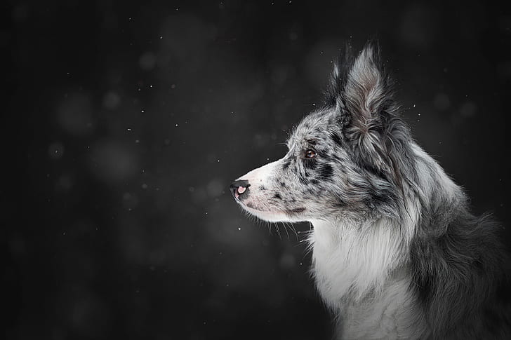 winter, snow, the dark background, dog, profile, snowfall, bokeh, the border collie, HD wallpaper