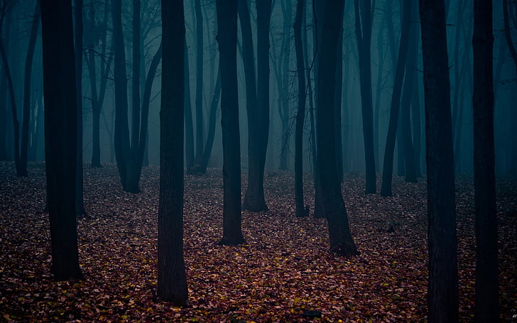 leśna tapeta, liście, ciemny las, pnie drzew, Tapety HD