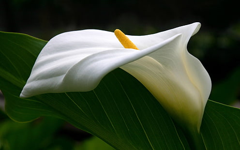 Kwiaty, Calla Lily, Makro, Ziemia, Kwiat, Liść, Lilia, Biały Kwiat, Tapety HD HD wallpaper