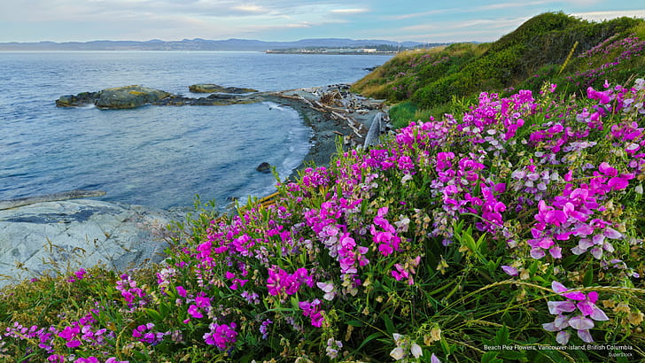 Fleurs de pois de plage, Île de Vancouver, Colombie-Britannique, Fleurs / jardins, Fond d'écran HD