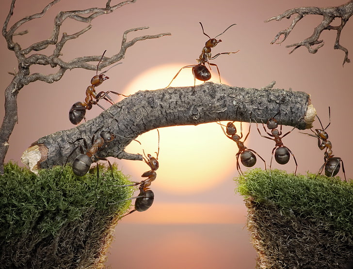 brown ants, the sun, macro, sunset, insects, work, moss, the situation, ants, the bridge, Bank, Wallpaper from lolita777, HD wallpaper