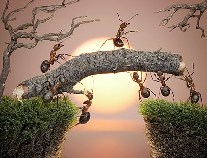 hormigas marrones, el sol, macro, puesta de sol, insectos, trabajo, musgo, la situación, hormigas, el puente, Banco, Fondo de pantalla de lolita777, Fondo de pantalla HD HD wallpaper