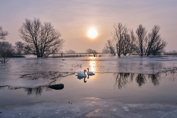 ice, winter, the sky, the sun, light, trees, love, landscape, birds, nature, lake, pond, reflection, river, branch, shore, tenderness, two, the evening, morning, pair, a couple, Blik, swans, swimming, frozen, two birds, two swans, HD wallpaper