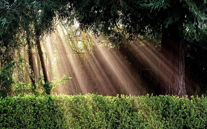 buisson vert, lumière, soleil, inspiration, buissons, protection, Fond d'écran HD