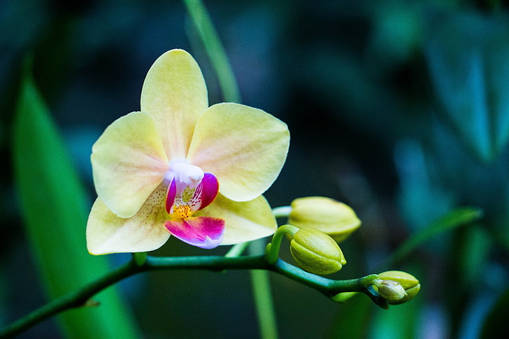żółta ćma orchidea, orchidea, kwiat, pączek, płatki, Tapety HD