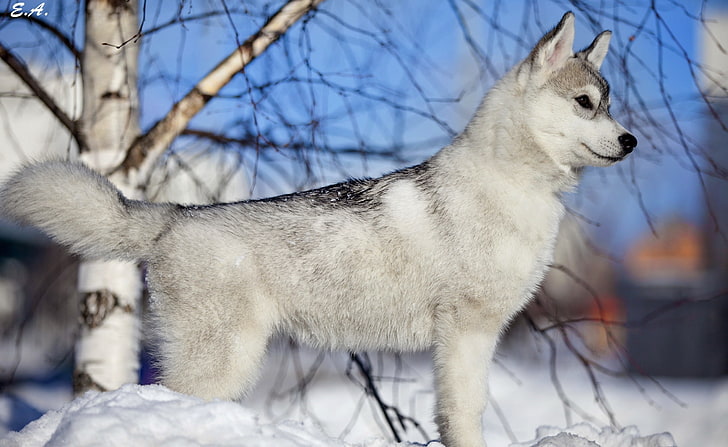 Husky Puppy Winter, adult white and black Alaskan Malamute, Animals, Pets, Winter, Puppy, Husky, HD wallpaper