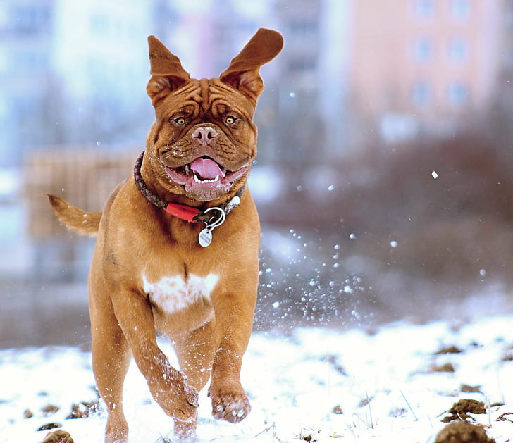 adorable, animal, canine, cold, cool, cute, dog, mastiff, pet, snow, winter, HD wallpaper