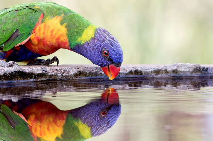 Птици, Rainbow Lorikeet, Bird, Parrot, Reflection, Water, Wildlife, HD тапет