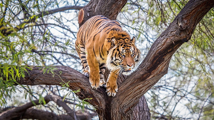 brązowy tygrys, tygrys, zwierzęta, dzika przyroda, drzewa, Tapety HD