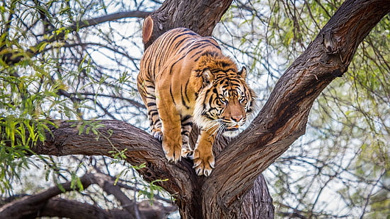 brązowy tygrys, tygrys, zwierzęta, dzika przyroda, drzewa, Tapety HD HD wallpaper
